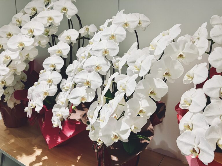 株式会社クラスキャドは創立20周年を迎えました！